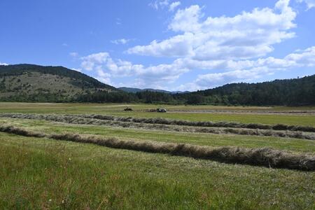 pivška jezera ob košnji