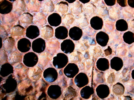 gniloba, foto: ČZS