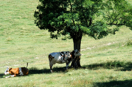 kravi v senci, foto: Depositphotos MarinPo